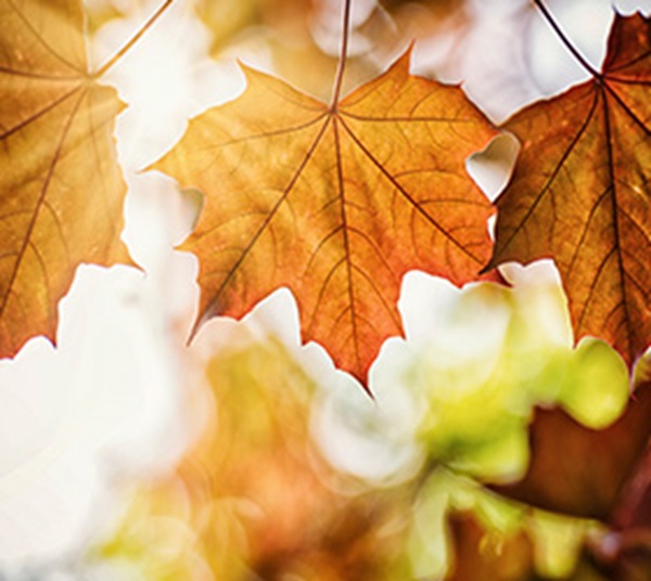 mindfulness-thumbnail